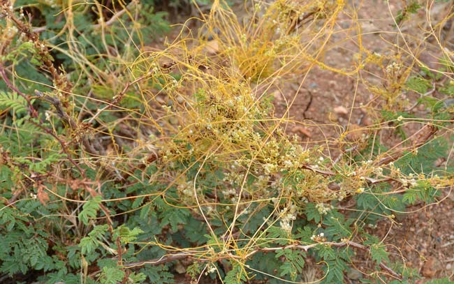 Cuscuta indecora, Bigseed Alfalfa Dodder, Southwest Desert Flora